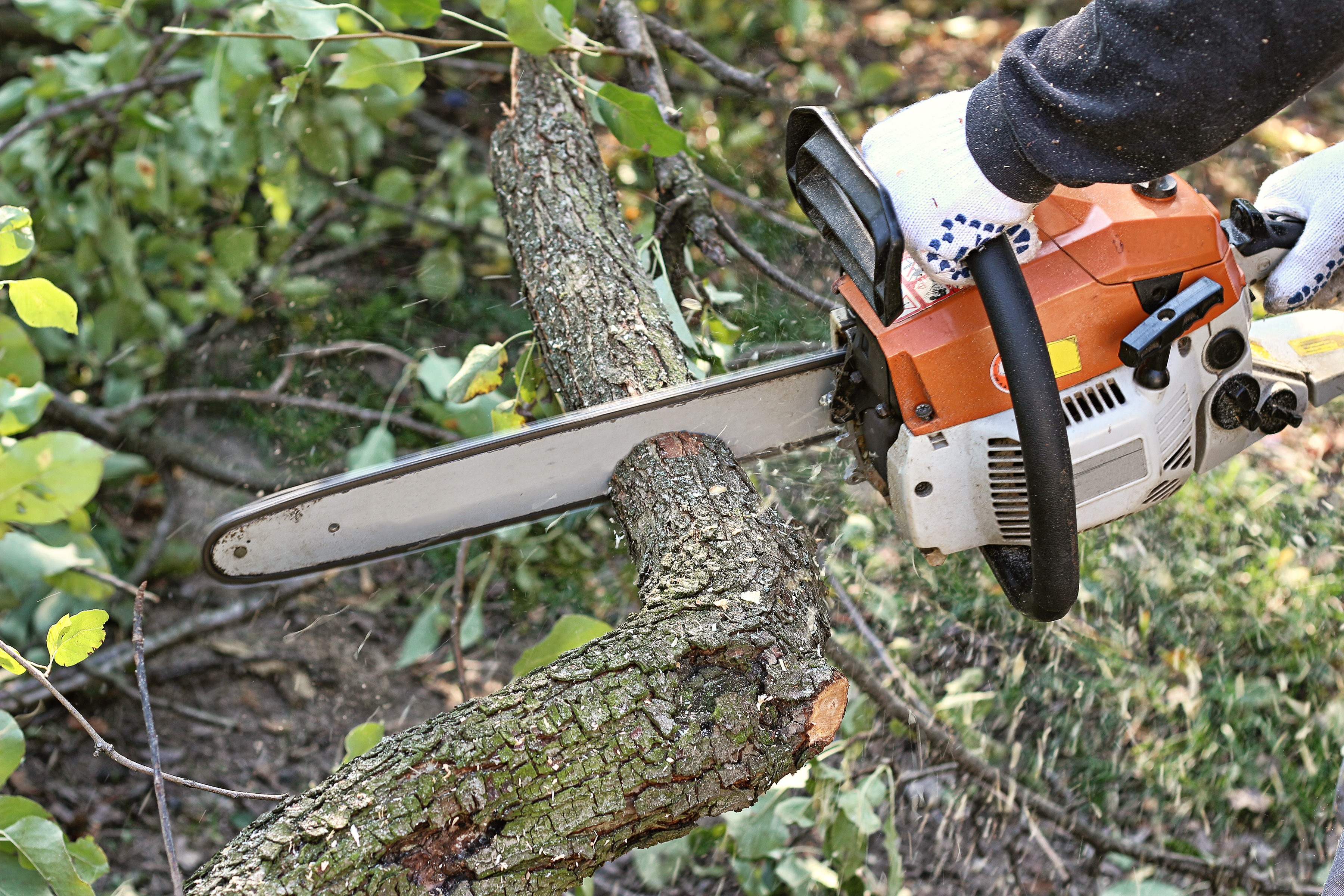 Tree Services